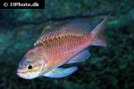 anthias anthias anthias anthias