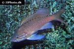 anthias anthias anthias anthias