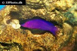 gramma melacara