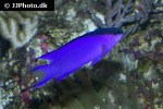 gramma melacara