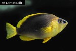 hypoplectrus guttavarius hypoplectrus guttavarius
