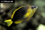 hypoplectrus guttavarius hypoplectrus guttavarius