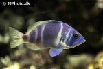 hypoplectrus indigo hypoplectrus indigo