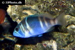 hypoplectrus indigo hypoplectrus indigo