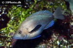 hypoplectrus nigricans hypoplectrus nigricans