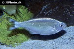 kuhlia mugil kuhlia mugil