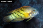 labracinus cyclophthalmus labracinus cyclophthalmus