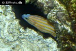 liopropoma swalesi
