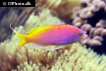 nemanthias carberryi nemanthias carberryi