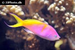 nemanthias carberryi nemanthias carberryi