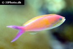 nemanthias carberryi nemanthias carberryi