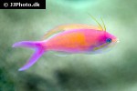 nemanthias carberryi nemanthias carberryi