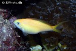 nemanthias carberryi nemanthias carberryi