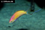 nemanthias carberryi nemanthias carberryi