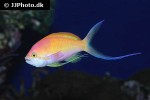 nemanthias carberryi nemanthias carberryi