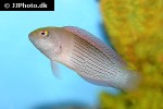oxycerichthys veliferus oxycerichthys veliferus
