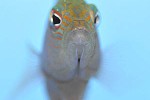 oxycerichthys veliferus oxycerichthys veliferus