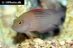 oxycerichthys veliferus oxycerichthys veliferus