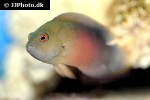 oxycerichthys veliferus oxycerichthys veliferus
