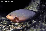 paranthias furcifer paranthias furcifer