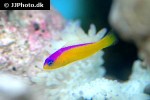 pictichromis diadema pictichromis diadema