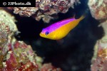 pictichromis diadema pictichromis diadema