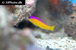 pictichromis diadema pictichromis diadema