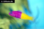 pictichromis paccagnellorum pictichromis paccagnellorum
