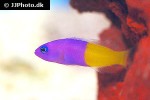 pictichromis paccagnellorum pictichromis paccagnellorum