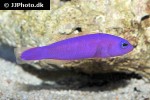 pictichromis porphyrea pictichromis porphyrea