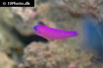 pictichromis porphyrea pictichromis porphyrea