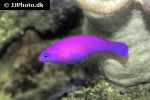 pictichromis porphyrea pictichromis porphyrea