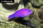 pictichromis porphyrea pictichromis porphyrea