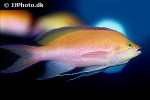 pseudanthias bicolor pseudanthias bicolor