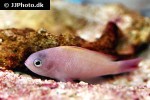 pseudanthias bimaculatus pseudanthias bimaculatus