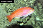 pseudanthias bimaculatus pseudanthias bimaculatus