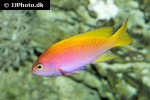 pseudanthias bimaculatus pseudanthias bimaculatus