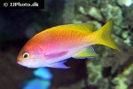 pseudanthias bimaculatus pseudanthias bimaculatus