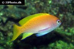 pseudanthias bimaculatus pseudanthias bimaculatus