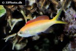 pseudanthias dispar pseudanthias dispar