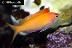 pseudanthias dispar pseudanthias dispar