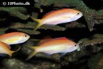 pseudanthias dispar pseudanthias dispar