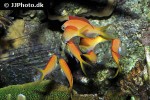 pseudanthias dispar pseudanthias dispar
