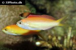 pseudanthias dispar pseudanthias dispar