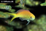 pseudanthias dispar pseudanthias dispar