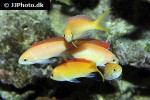 pseudanthias dispar pseudanthias dispar