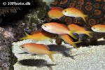 pseudanthias dispar pseudanthias dispar
