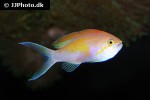 pseudanthias dispar pseudanthias dispar