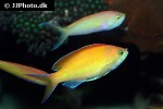 pseudanthias dispar pseudanthias dispar