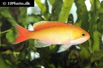 pseudanthias engelhardi pseudanthias engelhardi